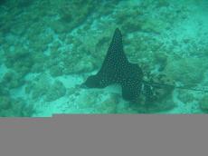 Eagle Ray - Underwater Galapagos 2010 -DSCN5417 Eagle Ray - Underwater Galapagos 2010 -DSCN5417